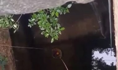 ஆண்டிபட்டி அருகே 100 அடி ஆழமுள்ள கிணற்றில் தவறி விழுந்து 3 நாட்களாக தவித்து  வந்த குட்டி நாய்!!!